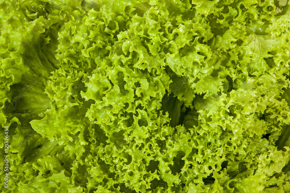 Close up of Lettuce Leaves Patterns and Textures Close up of Lettuce Leaves Patterns and Textures