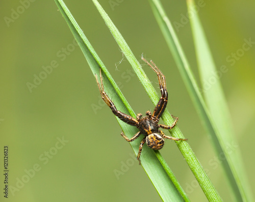 Spider on grass blades