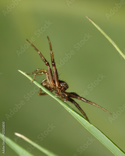 Spider hunting in grass