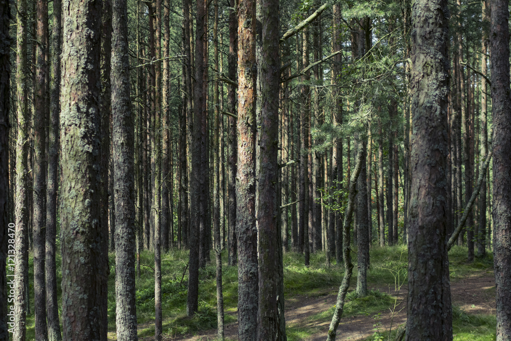 Fototapeta premium Сосновый лес на Куршской косе
