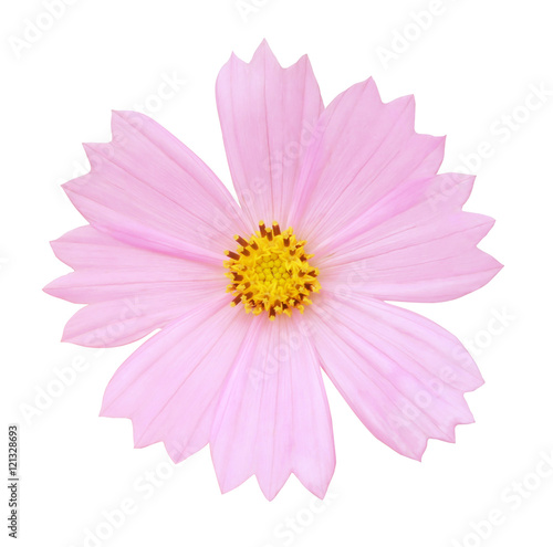 cosmos white background 