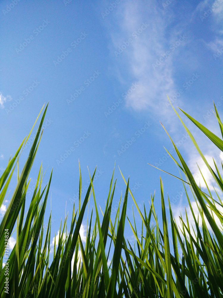 Obraz premium background grass and rice field