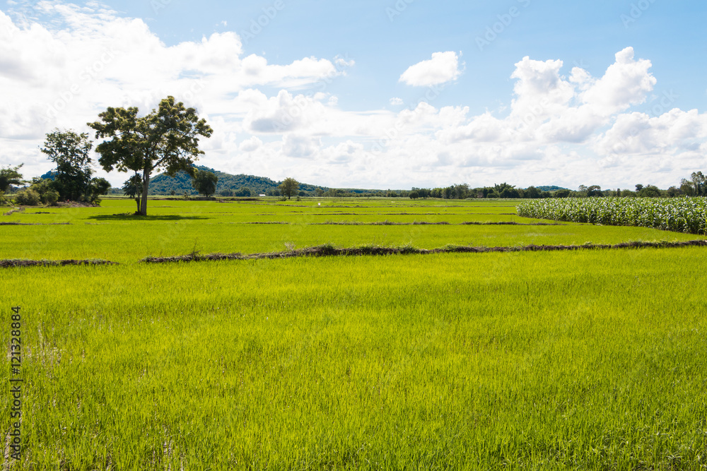Rice field all green and blue sky cloud cloudy. Rice field all green and blue sky cloud cloudy.