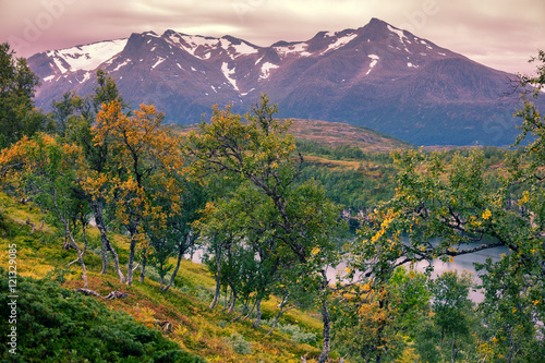 Forest in the mountain in evening