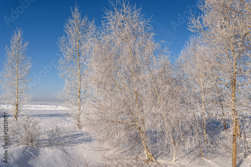 winter trees snow frost hoarfrost