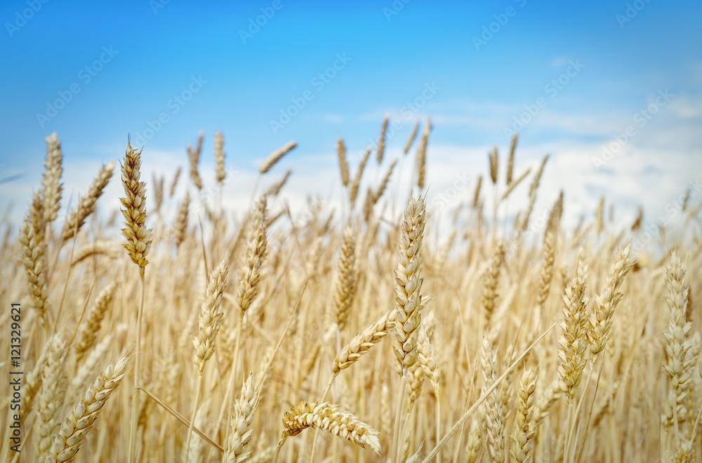 Golden wheat field on a background of blue sky .Focus concept. Golden wheat field on a background of blue sky .Focus concept.