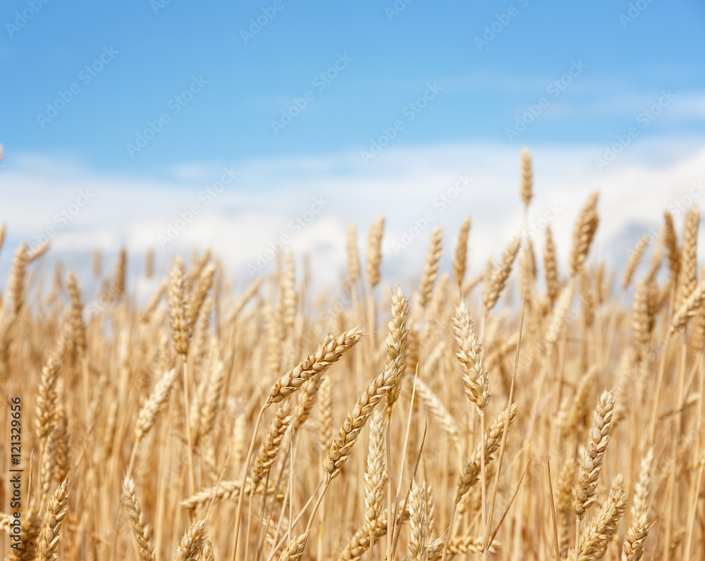Golden wheat field on a background of blue sky .Focus concept. Golden wheat field on a background of blue sky .Focus concept.