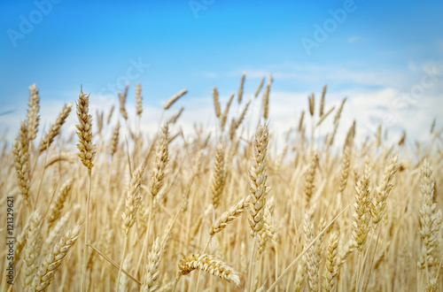 Golden wheat field on a background of blue sky .Focus concept.