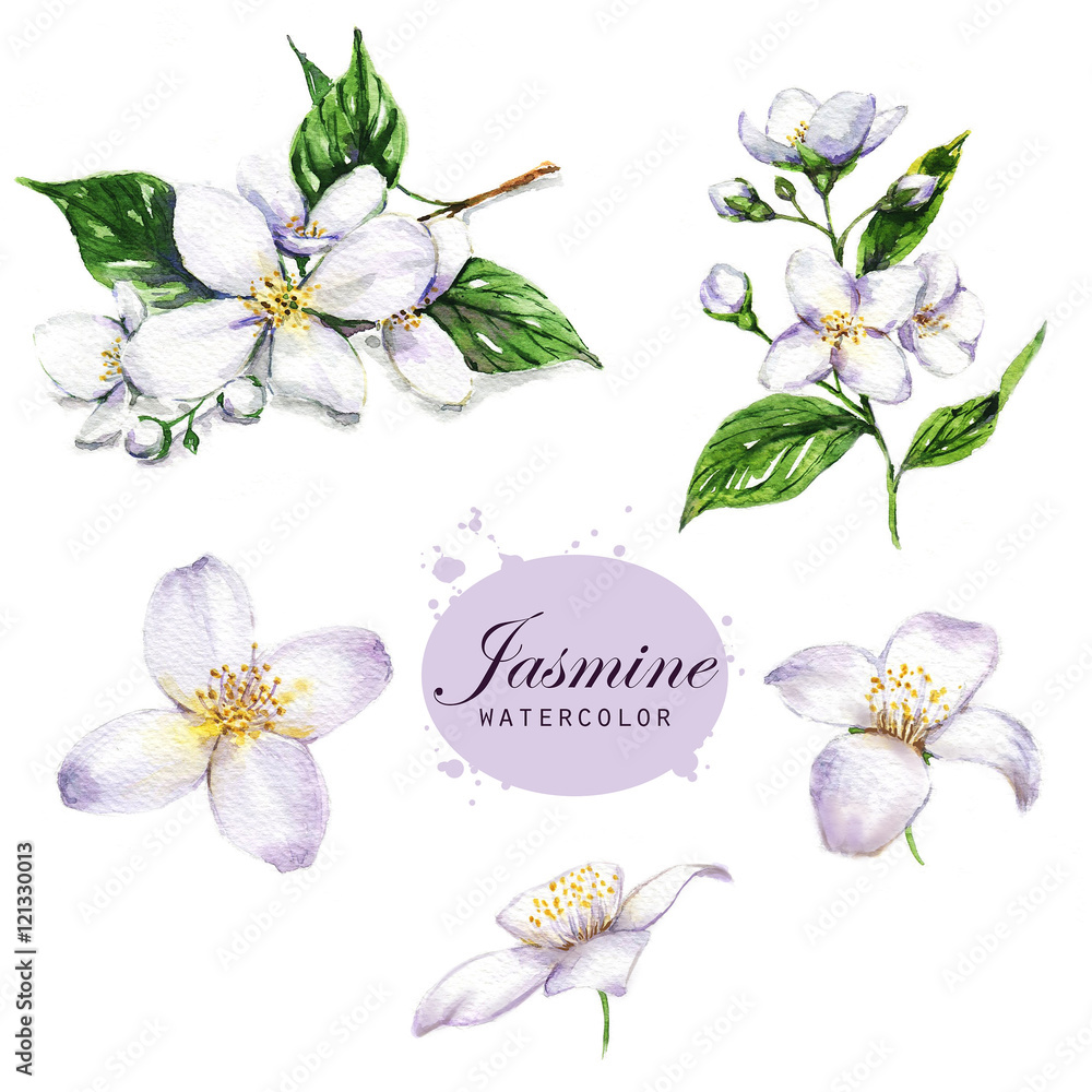 Handdrawn watercolor illustration of the jasmine. Botanical drawing