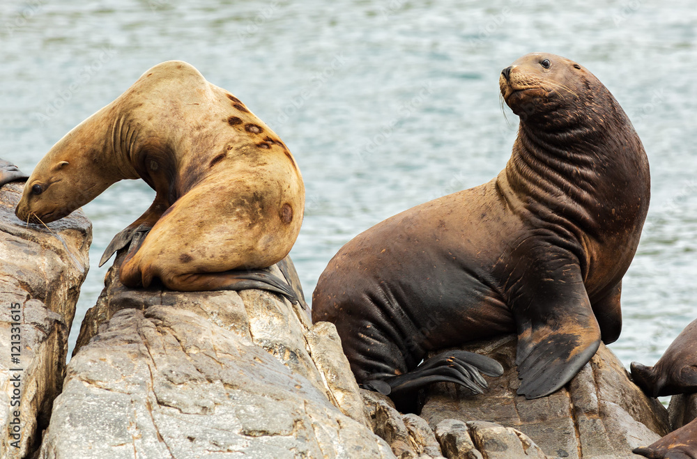 Fototapeta premium Rookery Steller sea lions. Island in Pacific Ocean near Kamchatka Peninsula.