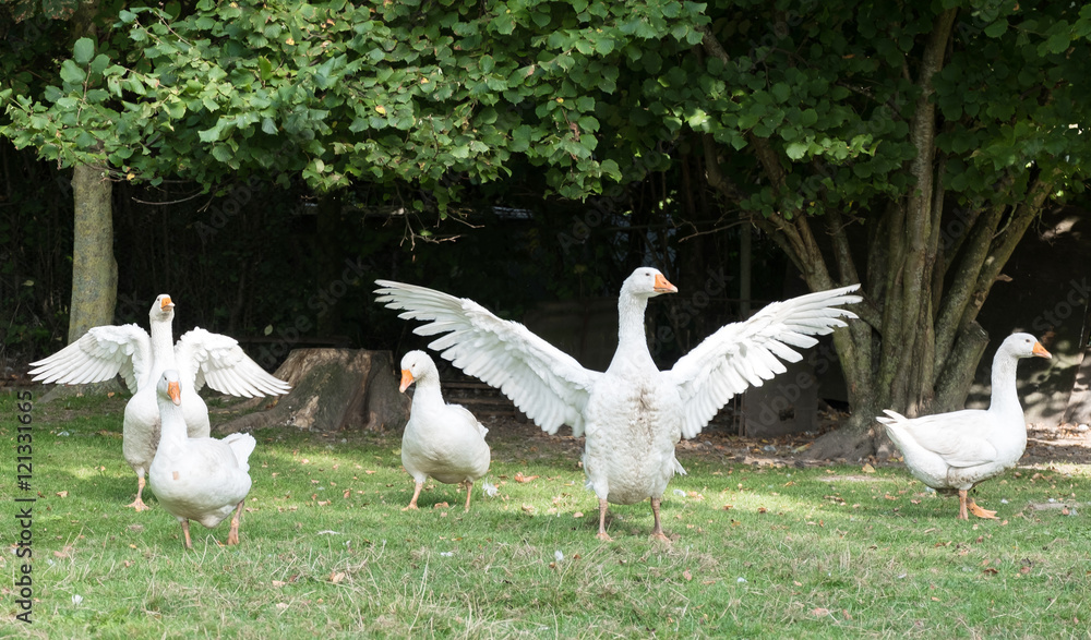 Bio-Weihnachtsgänse aus artgerechter Haltung Bio-Weihnachtsgänse aus artgerechter Haltung