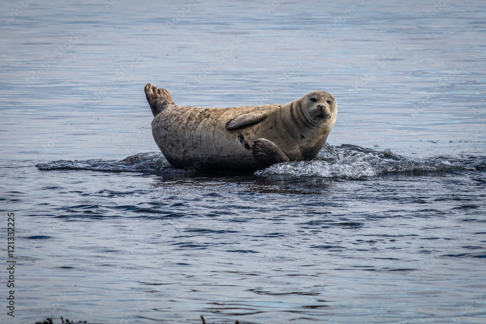 Fototapeta premium Basking Seal as the tide comes in