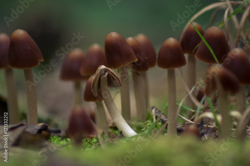 little Mushromms photo
