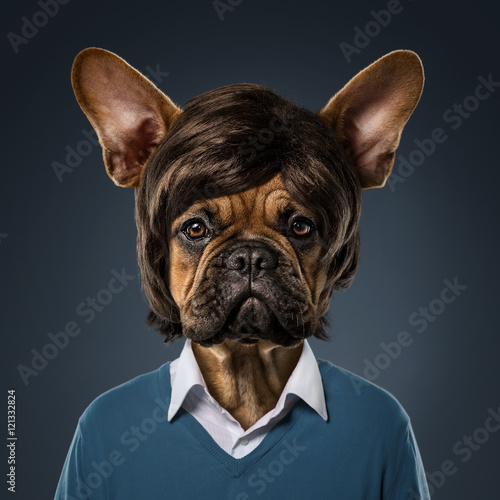 Cute bulldog portrait with fancy haircut, wearing human clothes © rangizzz