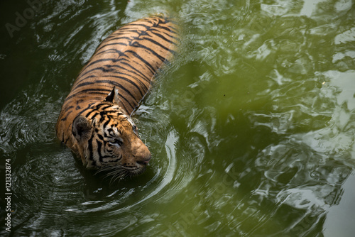 Bengal tiger swimming