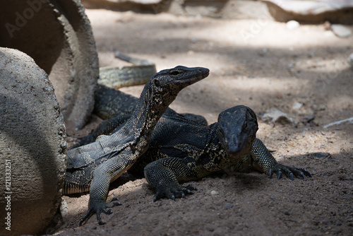 Closeup of two water monitor lizard