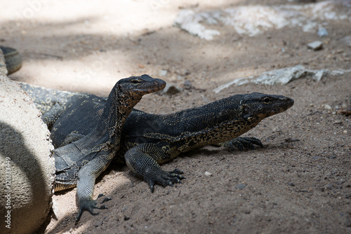Closeup of two water monitor lizard