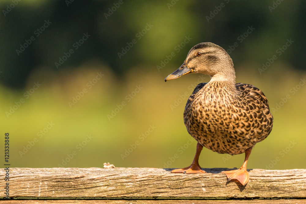 Fototapeta premium Mallard duck - inquisitive