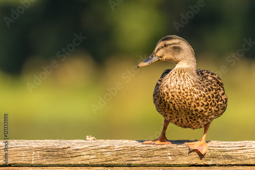 Mallard duck - inquisitive