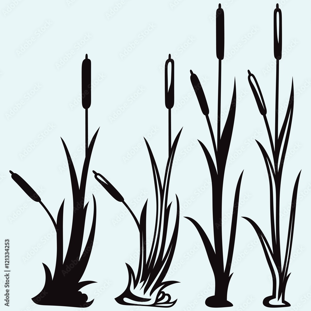Silhouette reed isolated on white background Silhouette reed isolated on white background