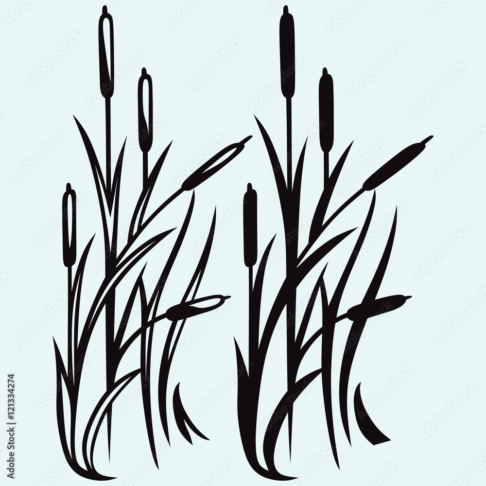 Silhouette reed isolated on white background - obrazy, fototapety, plakaty 