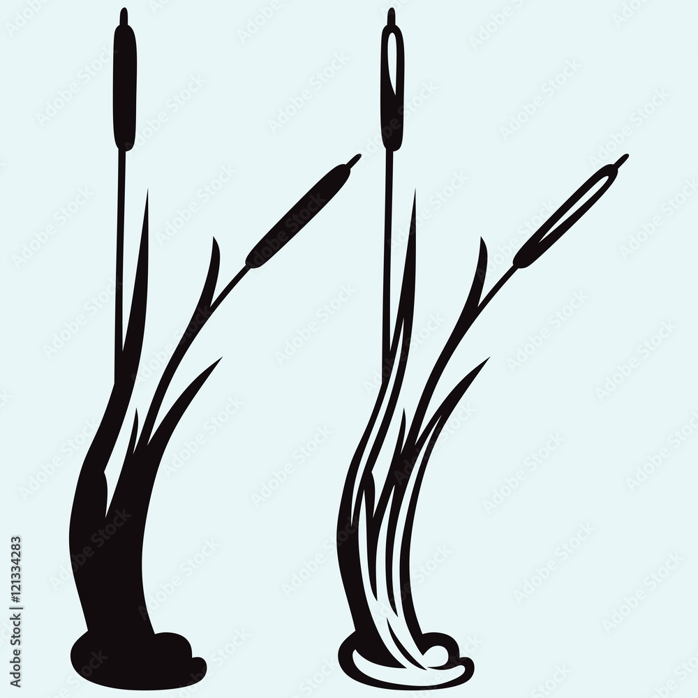 Silhouette reed isolated on white background Silhouette reed isolated on white background