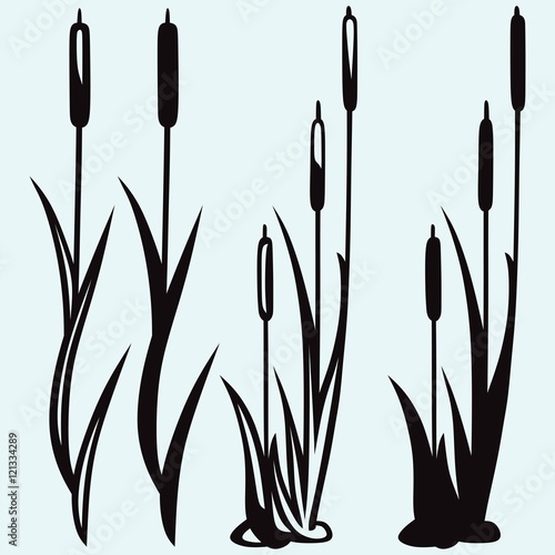 Silhouette reed isolated on white background