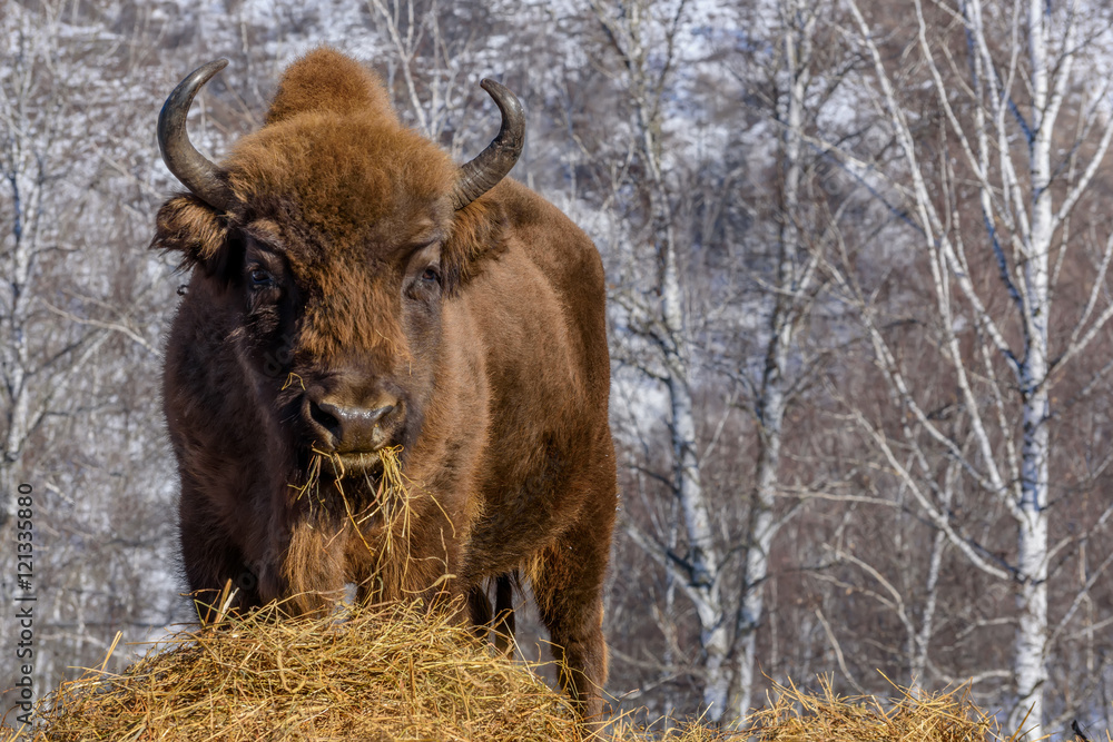 bison wild mammal portrait bison wild mammal portrait