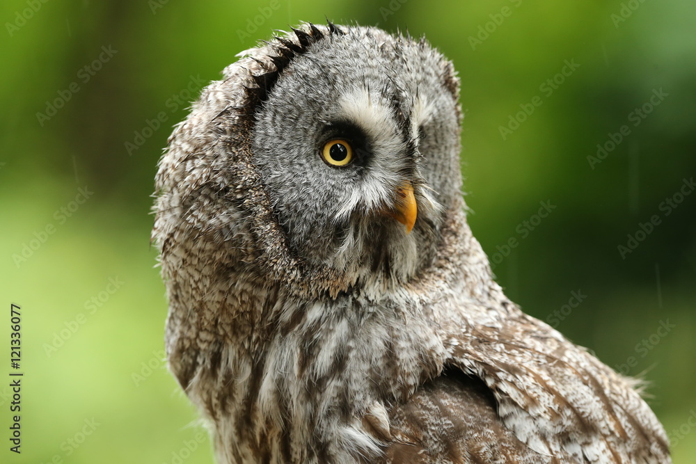 Portrait of a Great Grey Owl Portrait of a Great Grey Owl