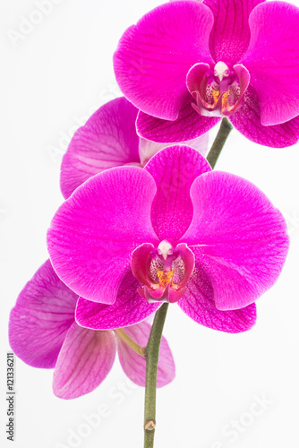 Fototapeta Naklejka Na Ścianę i Meble -  Purple Phalaenopsis orchids close up