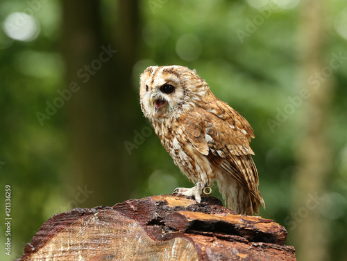 Close up of a Tawny Own on a log in the woods