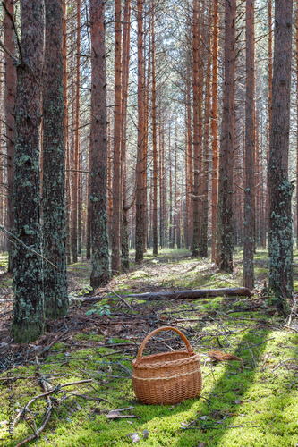Лесная просека