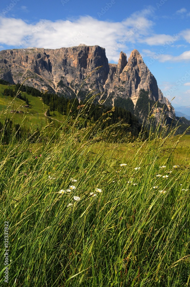 Obraz premium The Sciliar massif. It is a mountain group in the Dolomites located near Bolzano in South Tyrol. Italy. Sciliar seen from Alpe di Siusi, Dolomites. Italy.