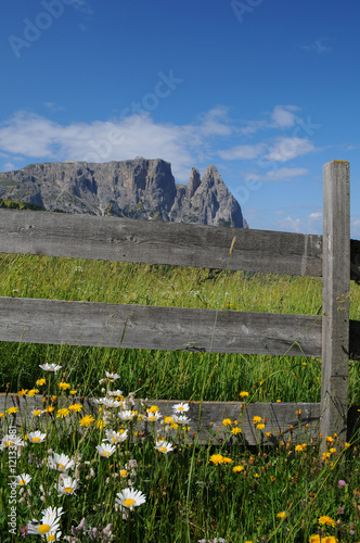 The Sciliar massif. It is a mountain group in the Dolomites located near Bolzano in South Tyrol. Italy. Sciliar seen from Alpe di Siusi, Dolomites. Italy. photo