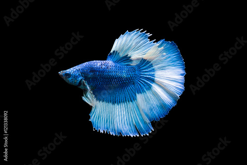 Photography Blue fighting fish on black background