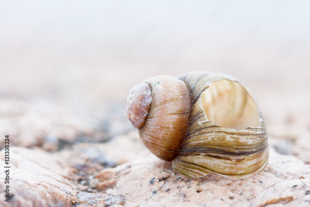 abstruct detailed photo image of old damaged spiral snail shell abstruct detailed photo image of old damaged spiral snail shell