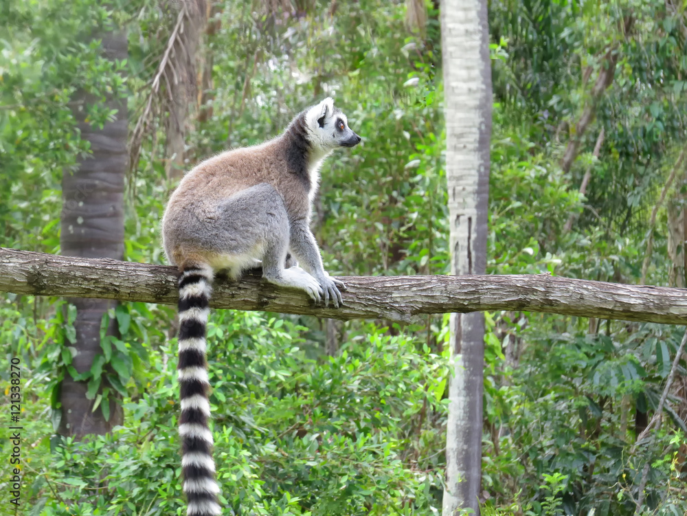 Fototapeta premium Ring-tailed lemur on tree branch