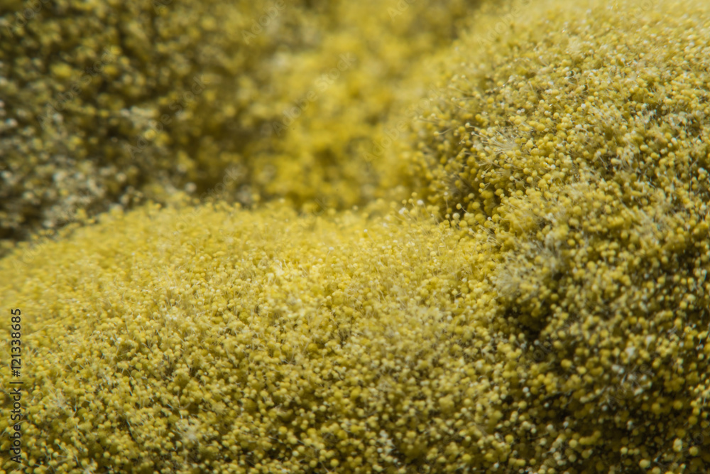 Macro view mold and fungus growing on food,Concept health and safety for food Macro view mold and fungus growing on food,Concept health and safety for food