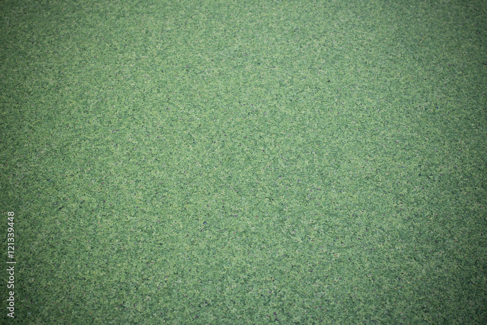 The background of overgrown with duckweed water, green cold, toning, vignetting
The background of overgrown with duckweed water, green cold, toning, vignetting