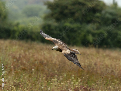 Close up of a Black Kite flying over a wild flower meadow in the rain