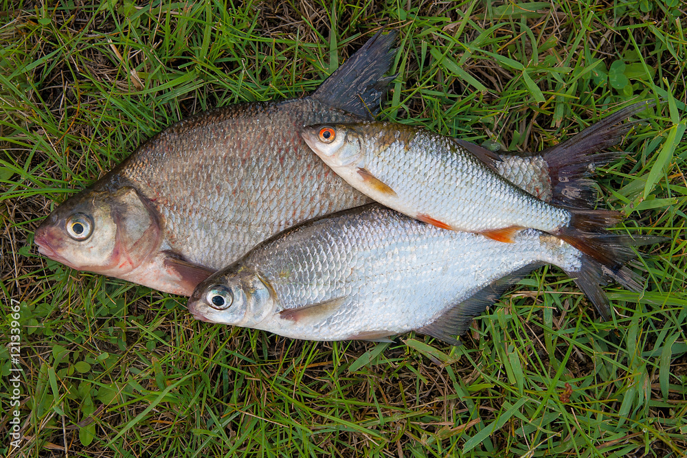 Several common bream fish and silver bream or white bream fish, Several common bream fish and silver bream or white bream fish,