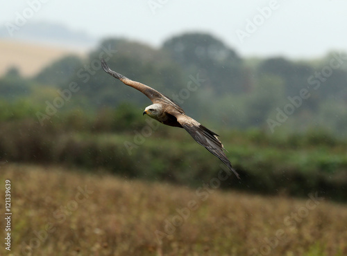 Close up of a Black Kite flying over a wild flower meadow in the rain © scooperdigital