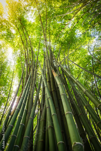 Bamboo tree