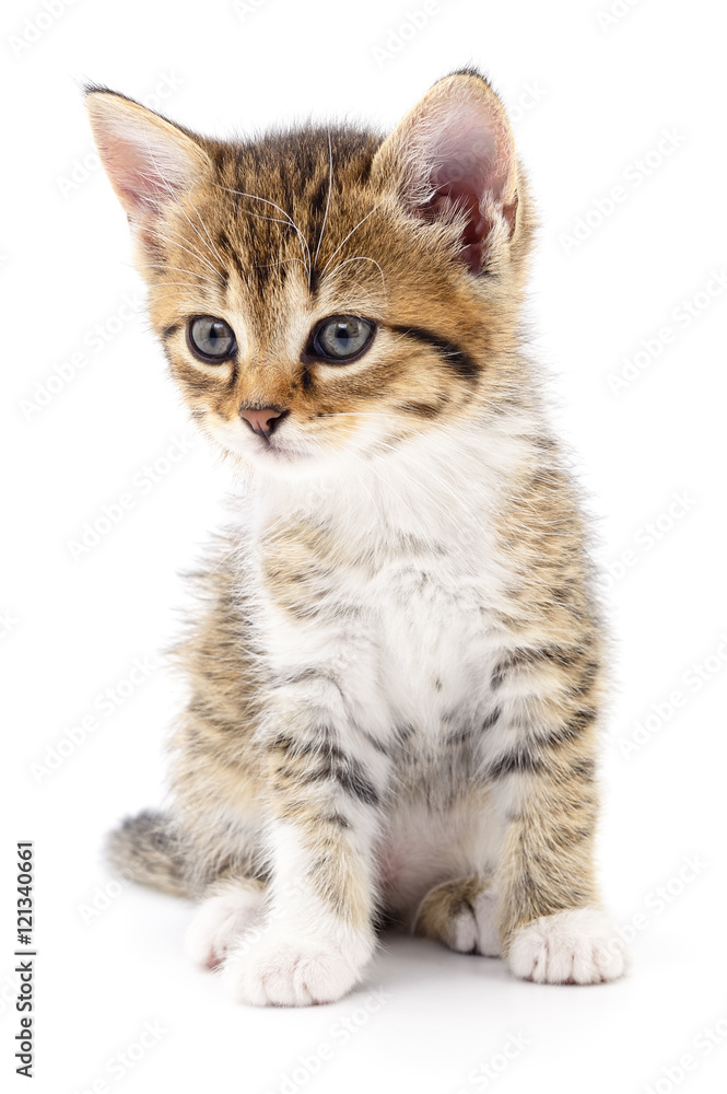 Kitten on white background. Kitten on white background.