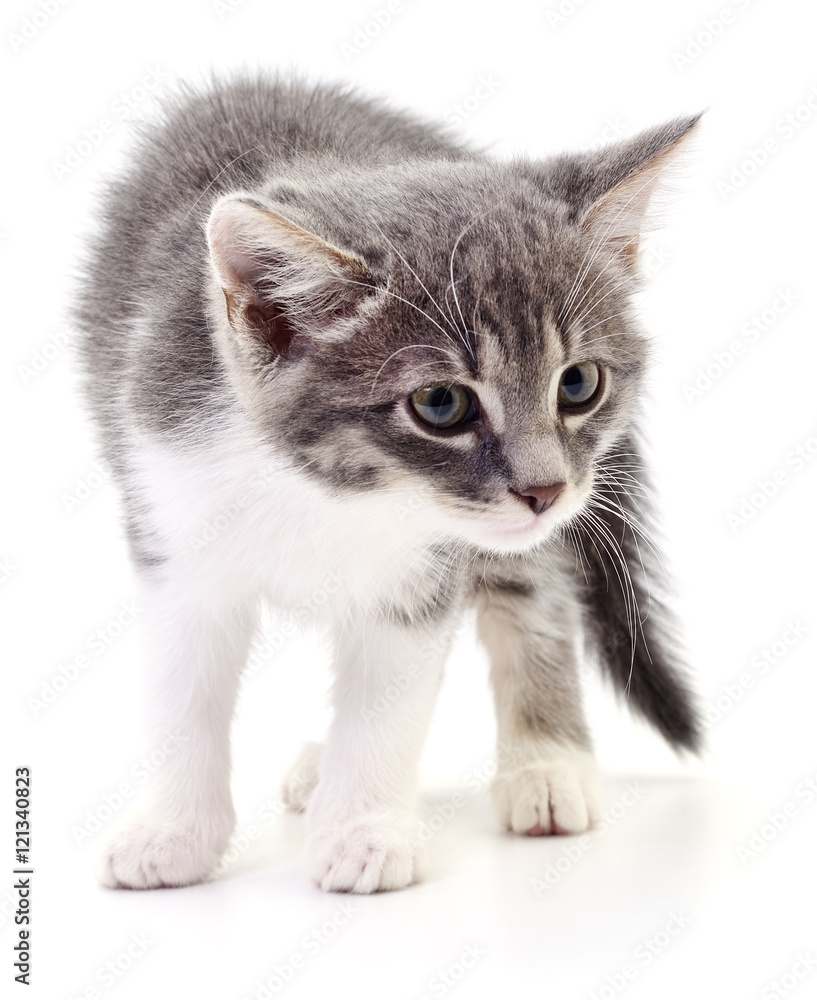 Fototapeta premium Kitten on white background.