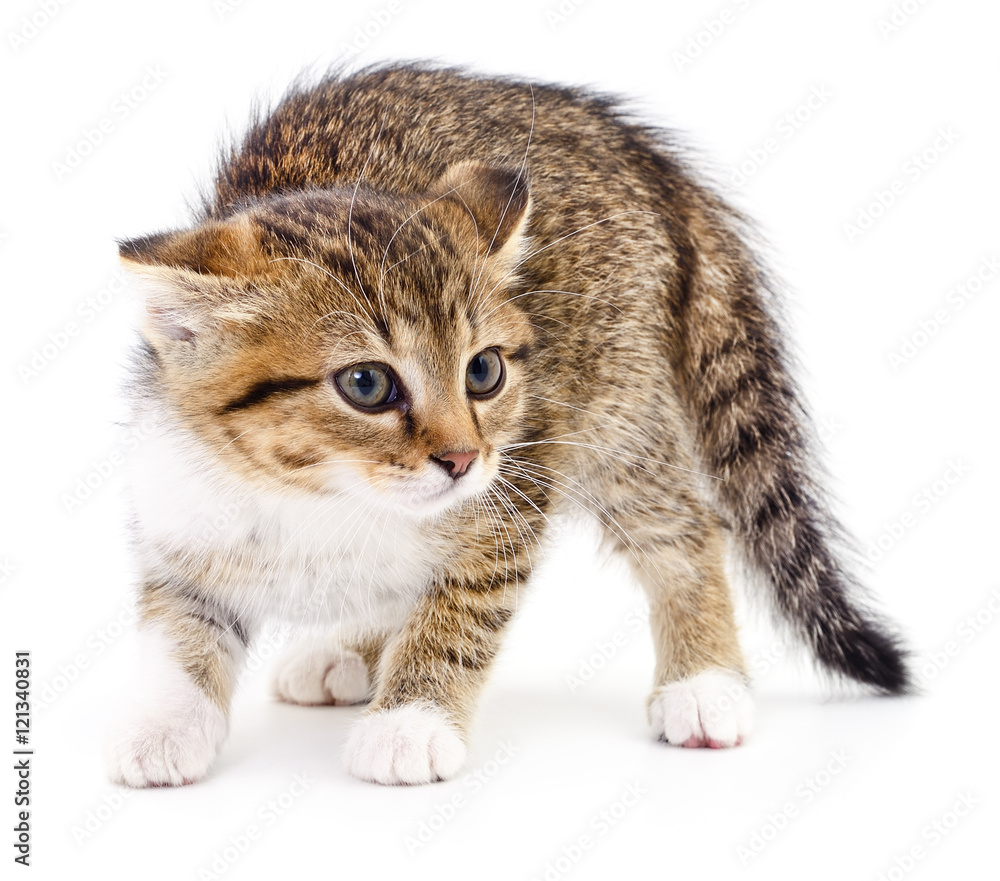 Kitten on white background. Kitten on white background.