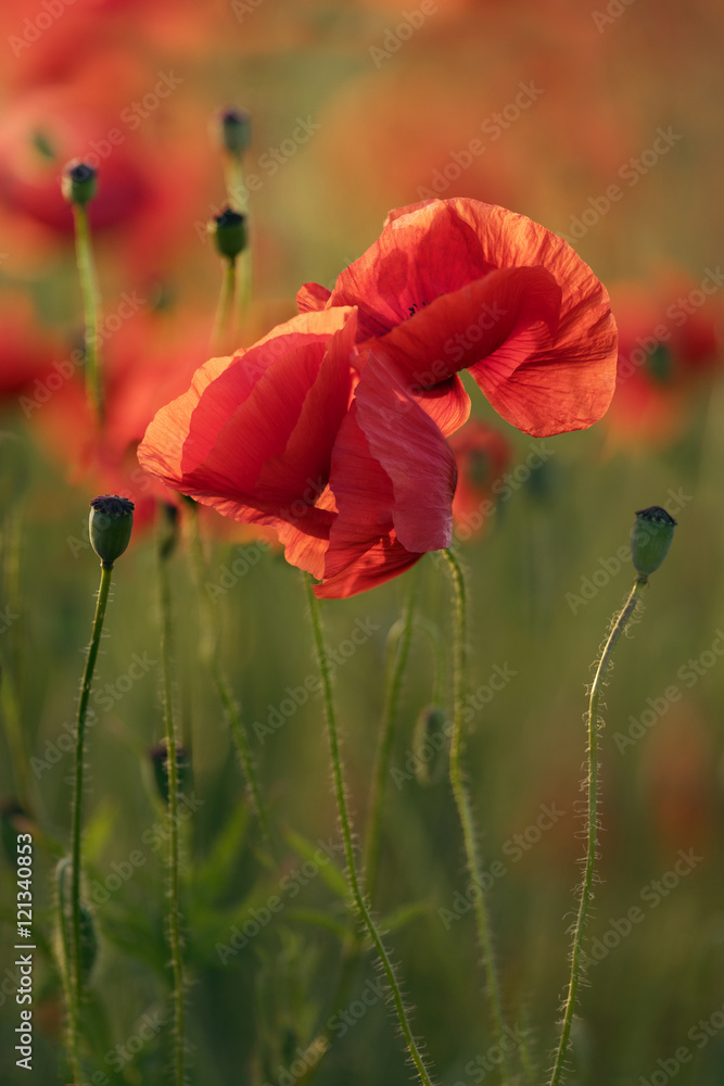 Obraz premium Red Poppy Flowers