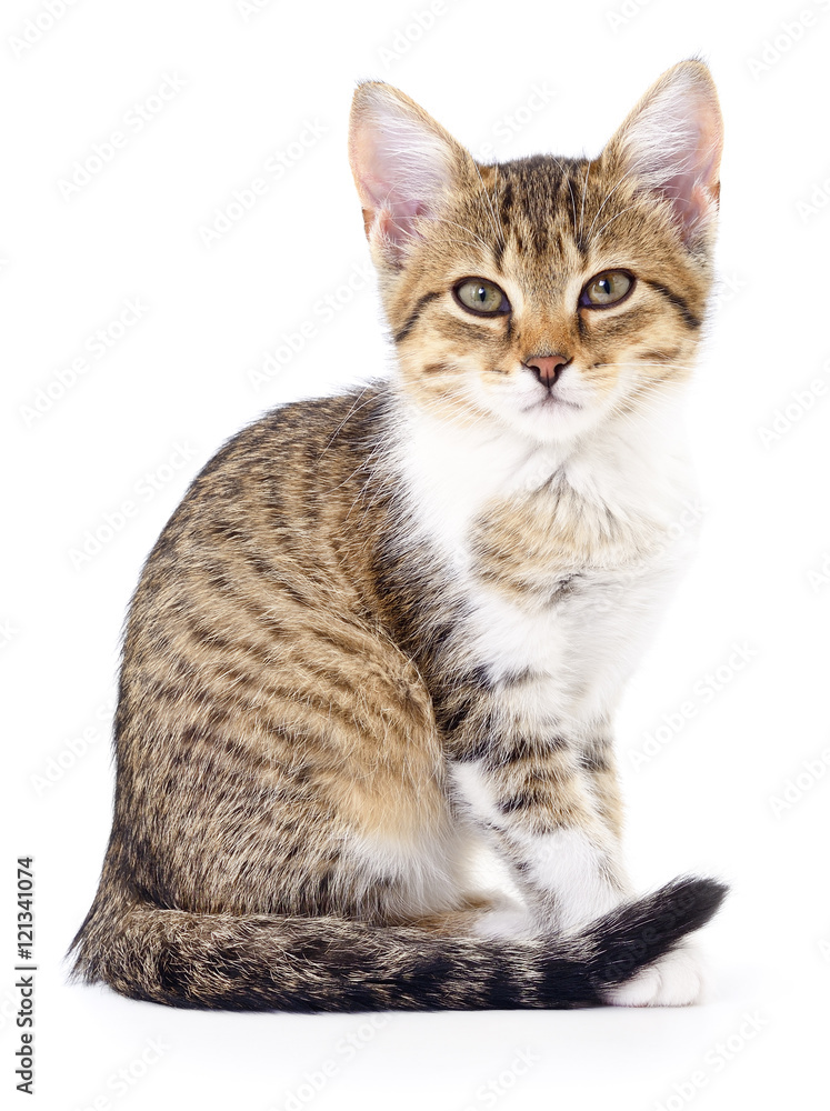 Fototapeta premium Kitten on white background.