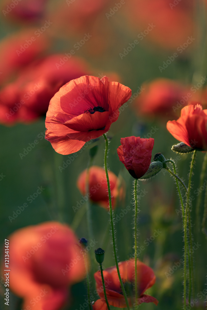 Obraz premium Red Poppy Flowers