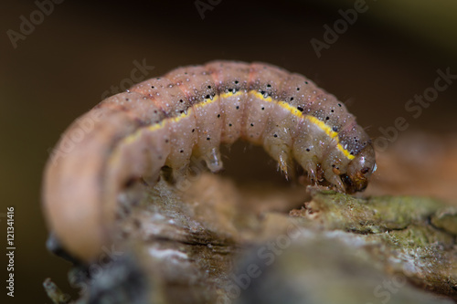 Bright-line brown-eye moth (Lacanobia oleracea) caterpillar. Mature larva of moth in the family Noctuidae, ready to pupate photo